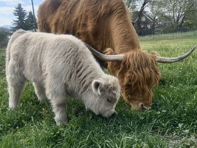 Silver micro mini highland heifer calf