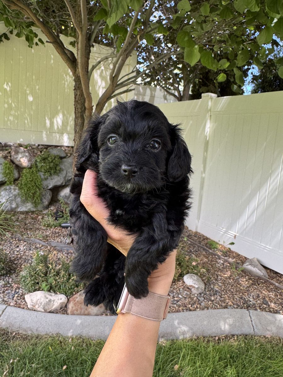 Shorkie-poo puppies