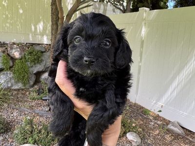 Shorkie-poo puppies