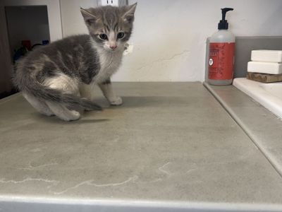 Kittens One Left