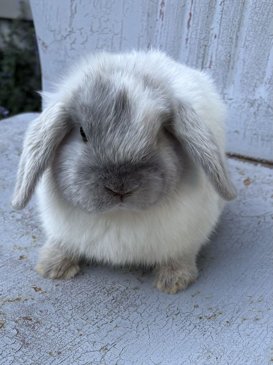 Pedigreed Holland lop bunny