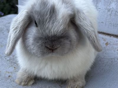 Pedigreed Holland lop bunny