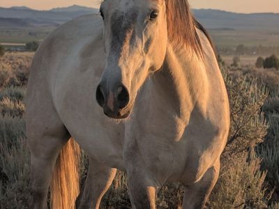 Andalusian cross gelding