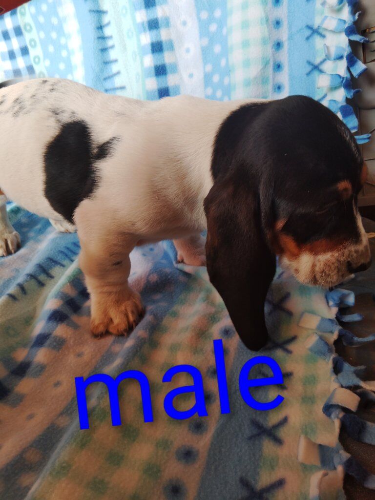 Bassett hound puppies
