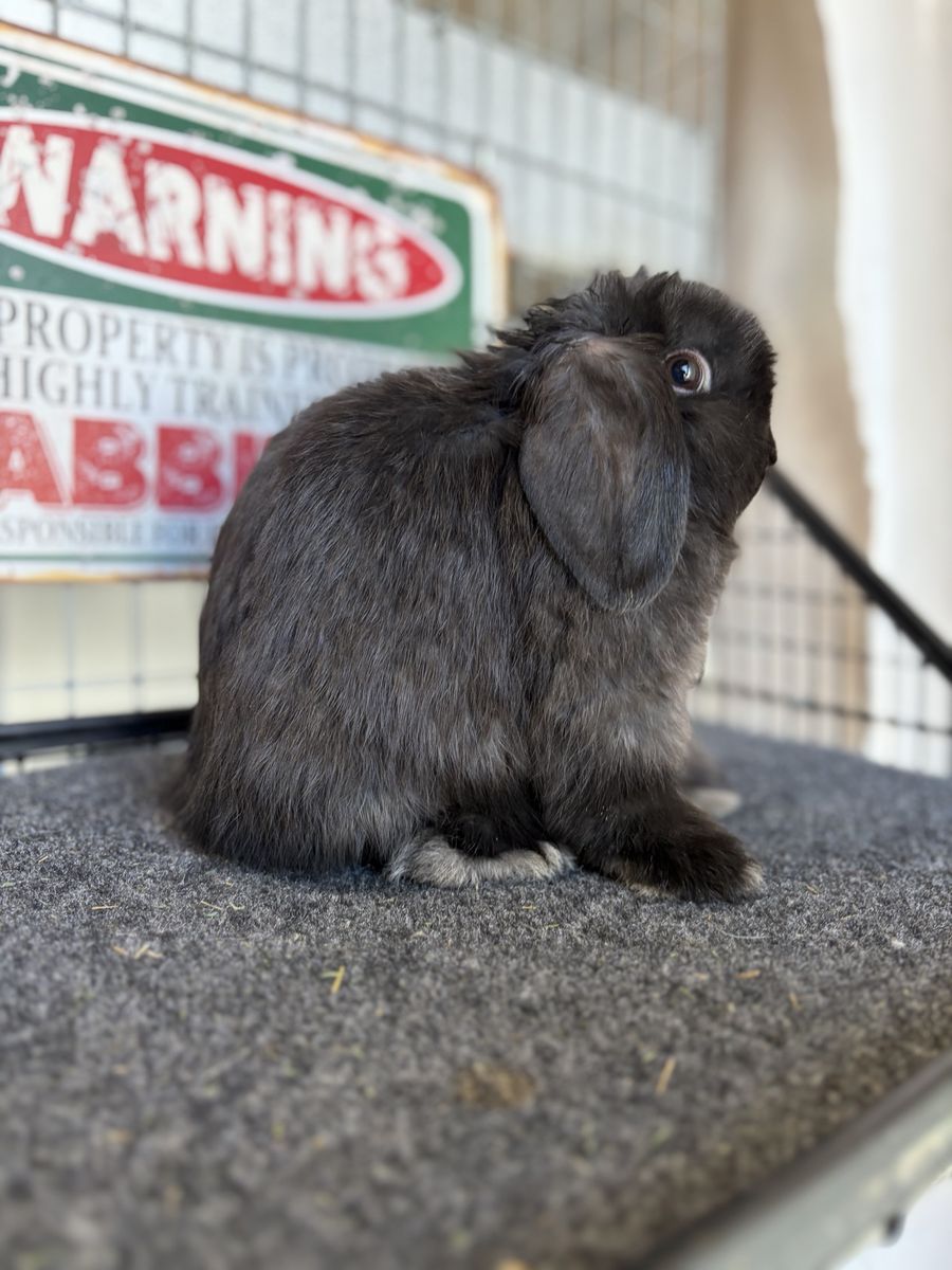 Holland Lop Buck