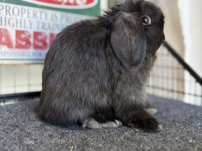 Holland Lop Buck