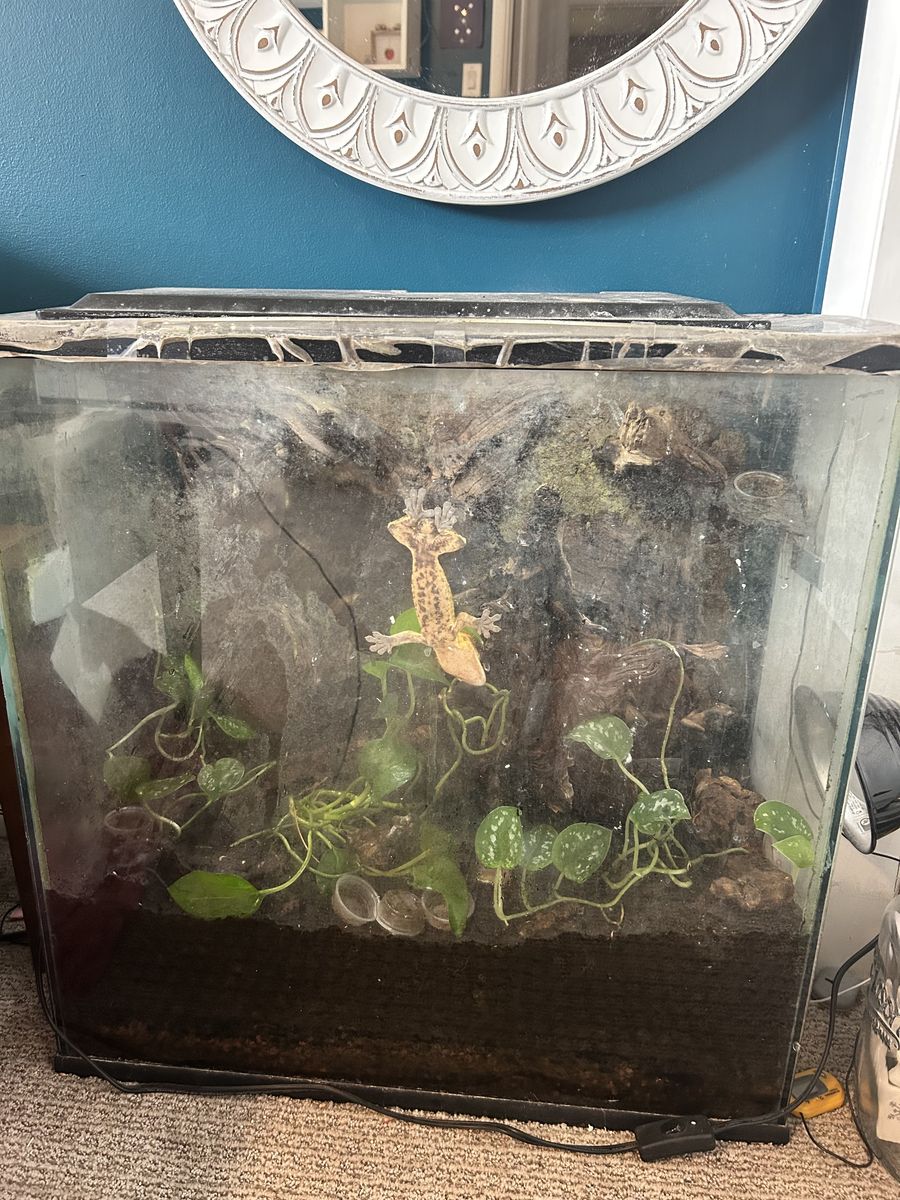 Adult crested gecko + care supplies + large bioactive enclosure $350 OBO