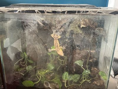 Adult crested gecko + care supplies + large bioactive enclosure $350 OBO