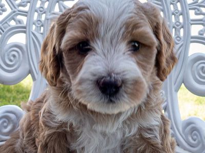 8 week old Bernedoodles 30 lbs as adults 7 wk old Goldendoodles 21 lbs as adults like Poodle, cavapoo, aussiedoodle, labradoodle