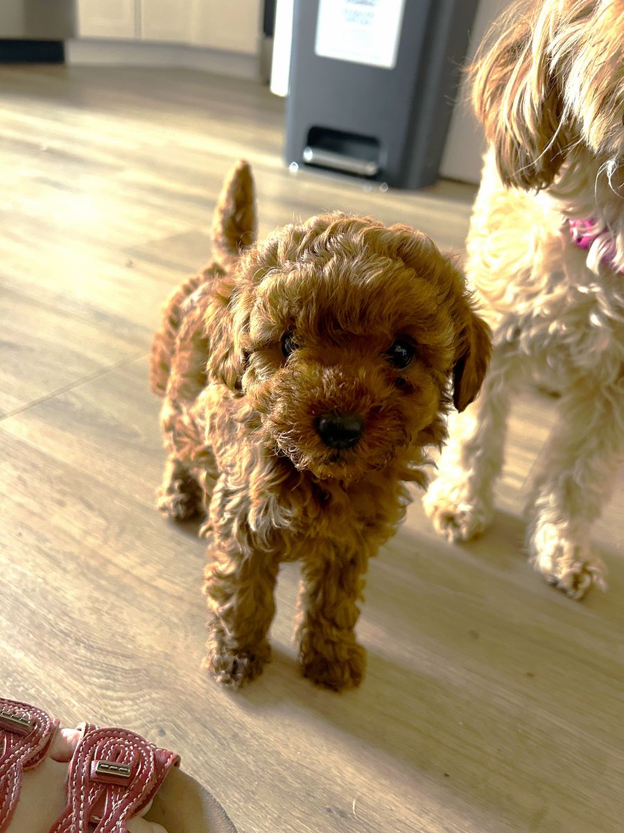 Tiny Cockapoo puppy