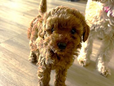Tiny Cockapoo puppy