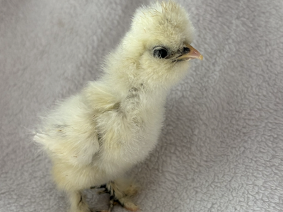 Silkie chicks