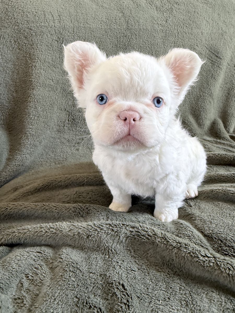Male fluffy french bulldog