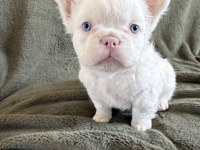 Male fluffy french bulldog
