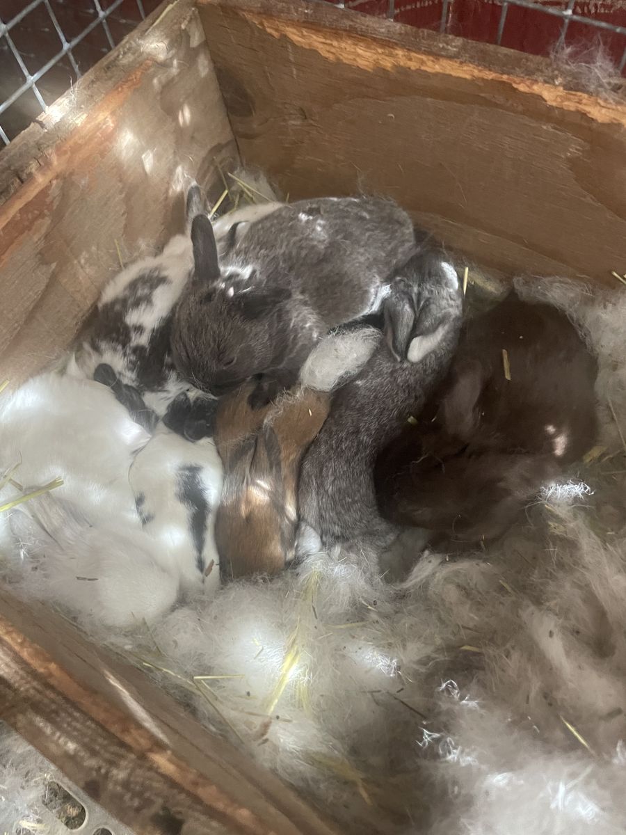 New Zealand/Rex Rabbits