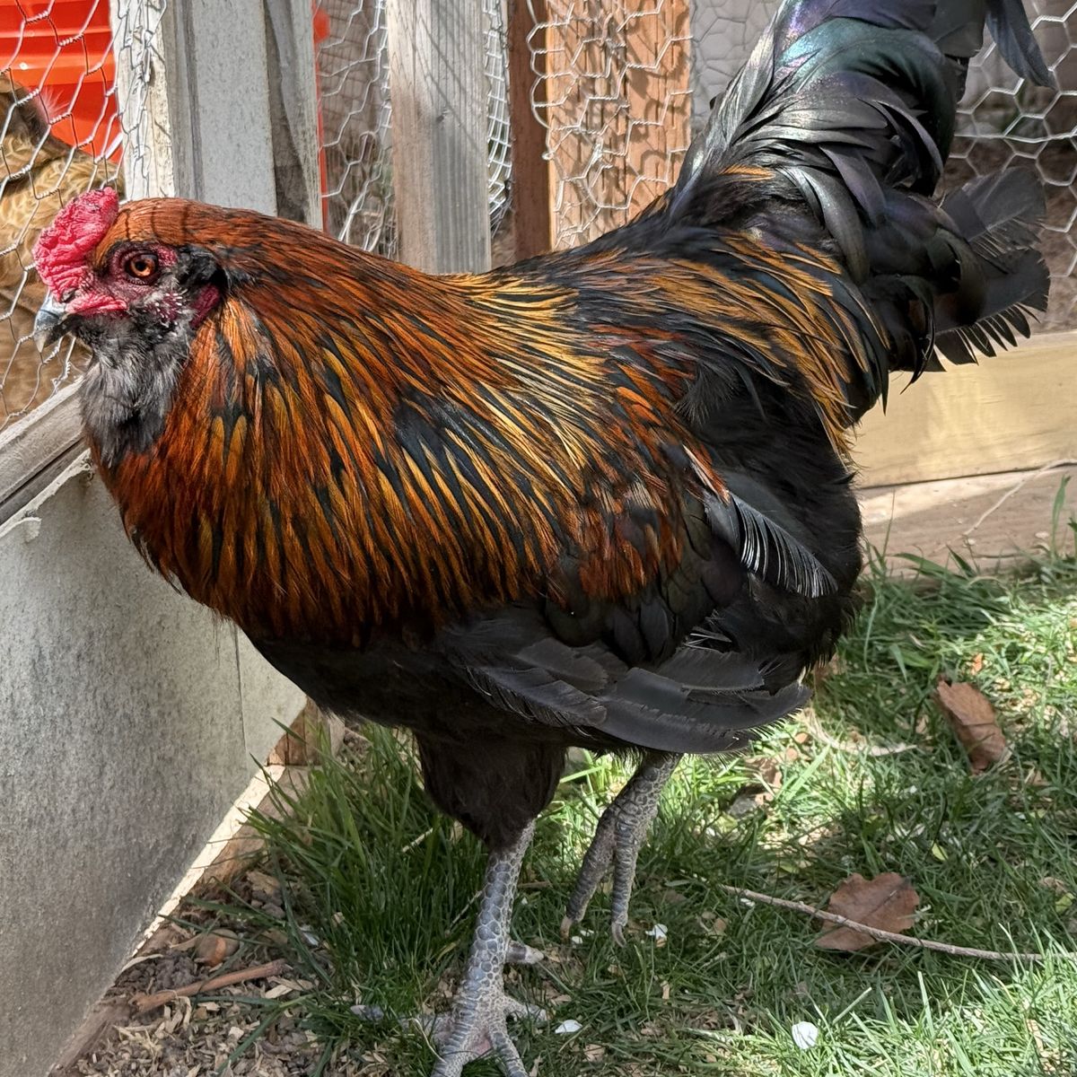 Beautiful Black Australorp Rooster