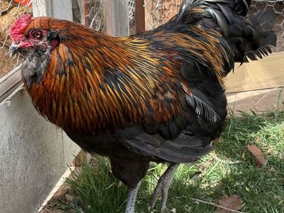 Beautiful Black Australorp Rooster