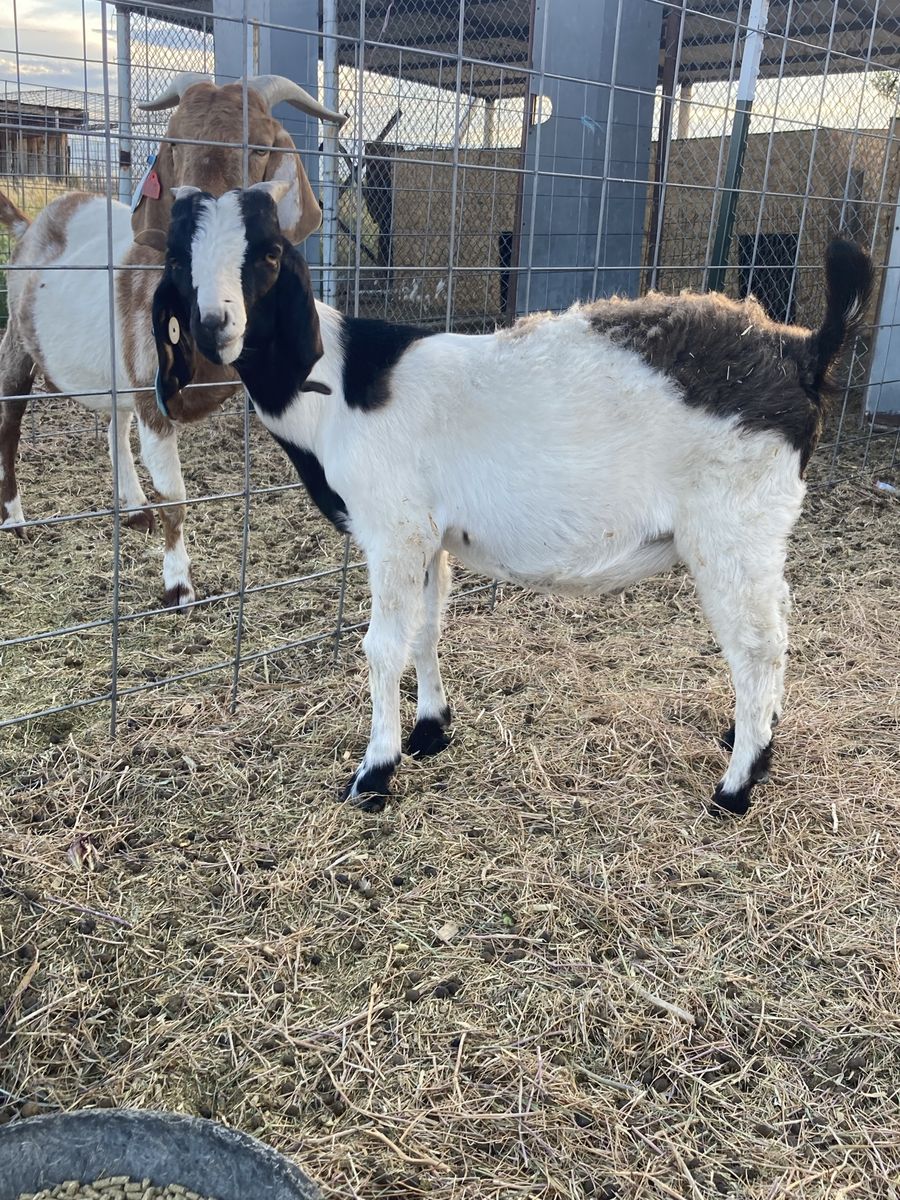 Will take unwanted goats