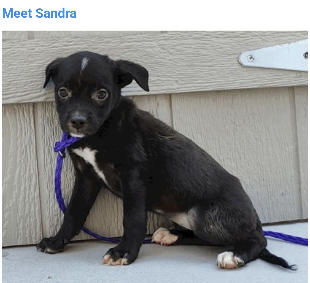Sandra,  8 week old pit bull mix puppy