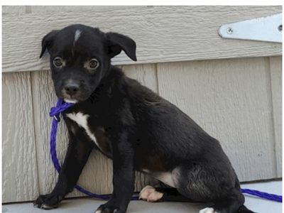 Sandra, 8 week old pit bull mix puppy