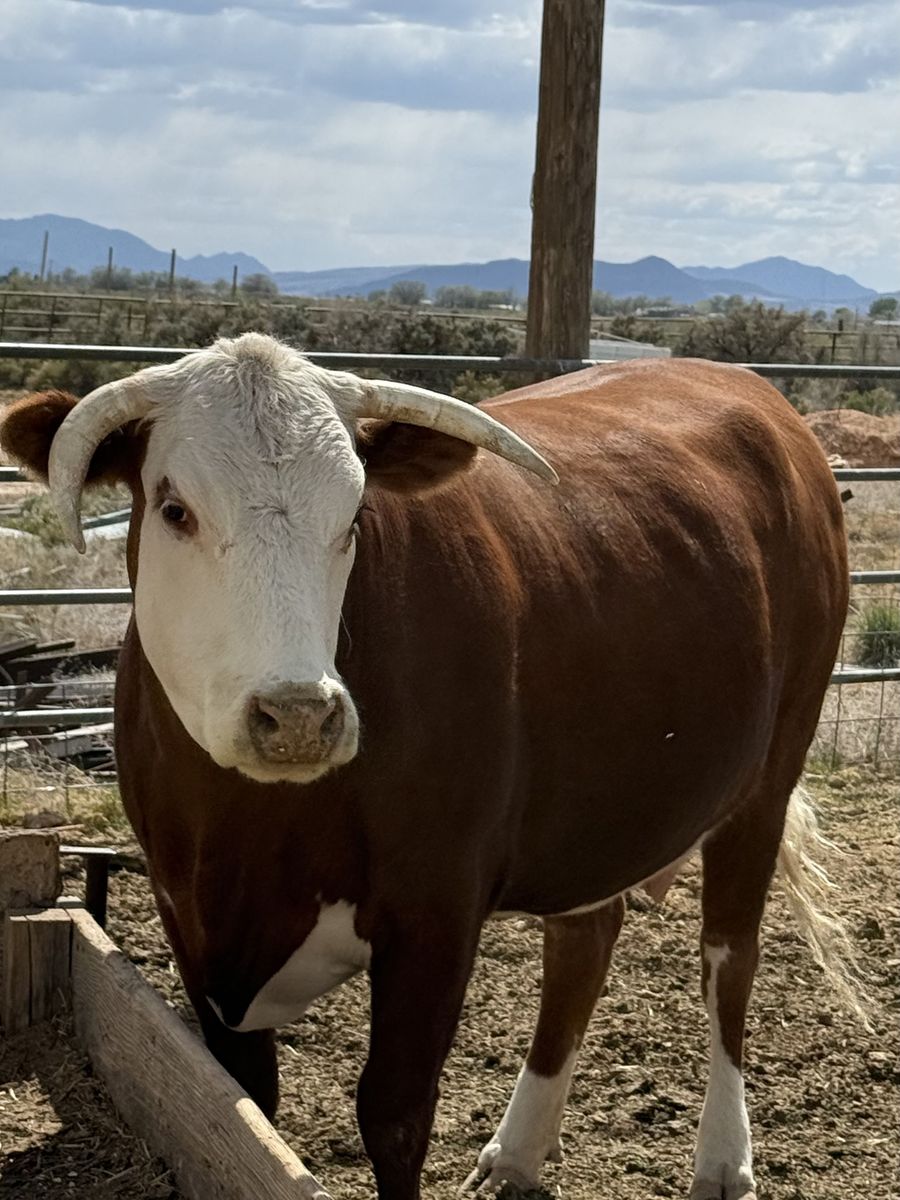 Hereford Cross Cow