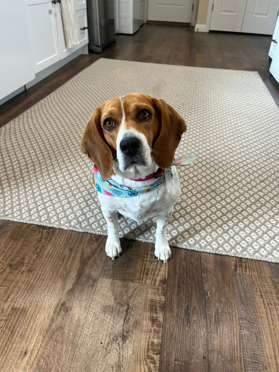 Beagle puppies for sale (purebred)