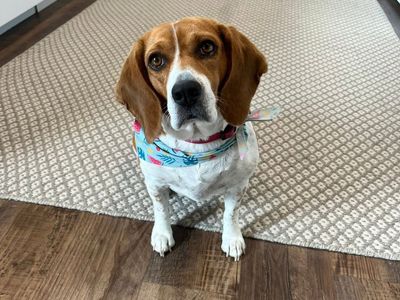 Beagle puppies for sale (purebred)