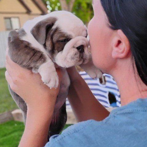Akc Champion English Bulldog Puppies