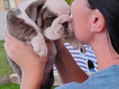 Akc Champion English Bulldog Puppies
