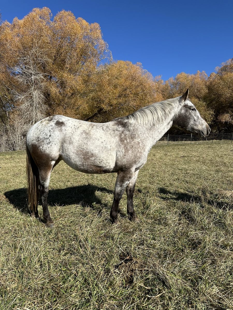 8 Year Old Appaloosa Mare