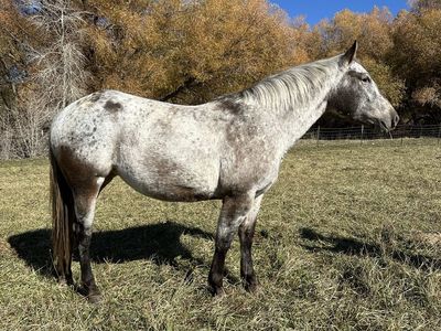 8 Year Old Appaloosa Mare