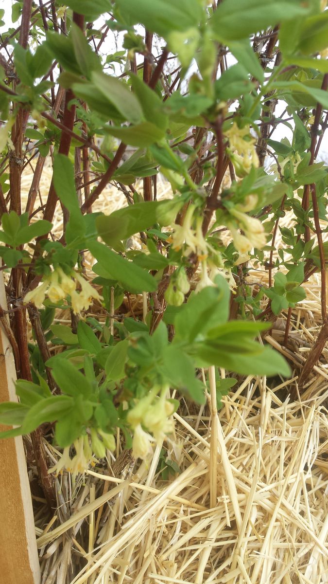 Choke cherry nice bareroot  bush