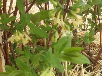 Choke cherry nice bareroot bush
