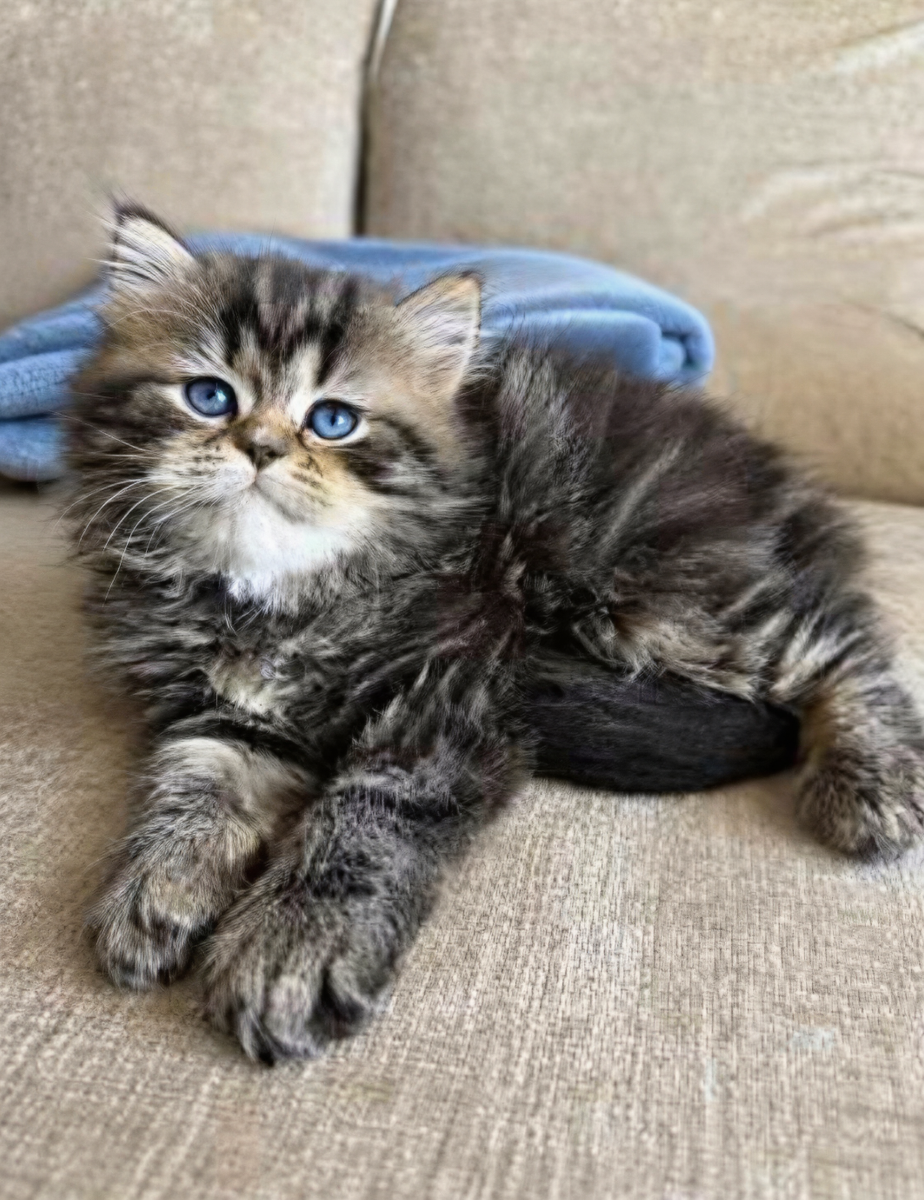 Dollface Persian Kitten