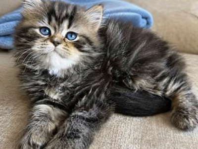 Dollface Persian Kitten