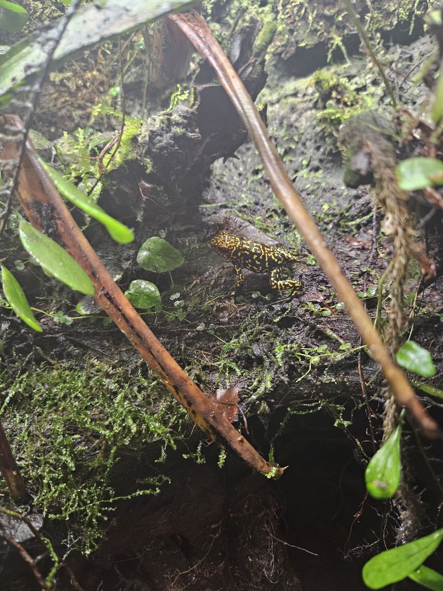 Dart frogs