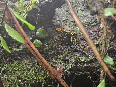 Dart frogs