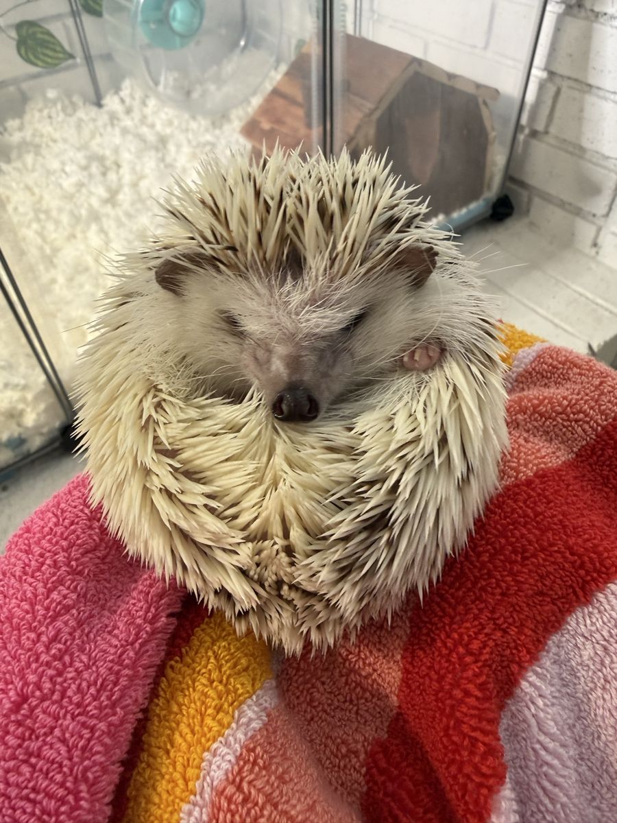 Hedgehog