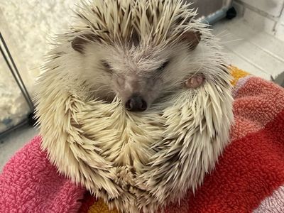 Hedgehog