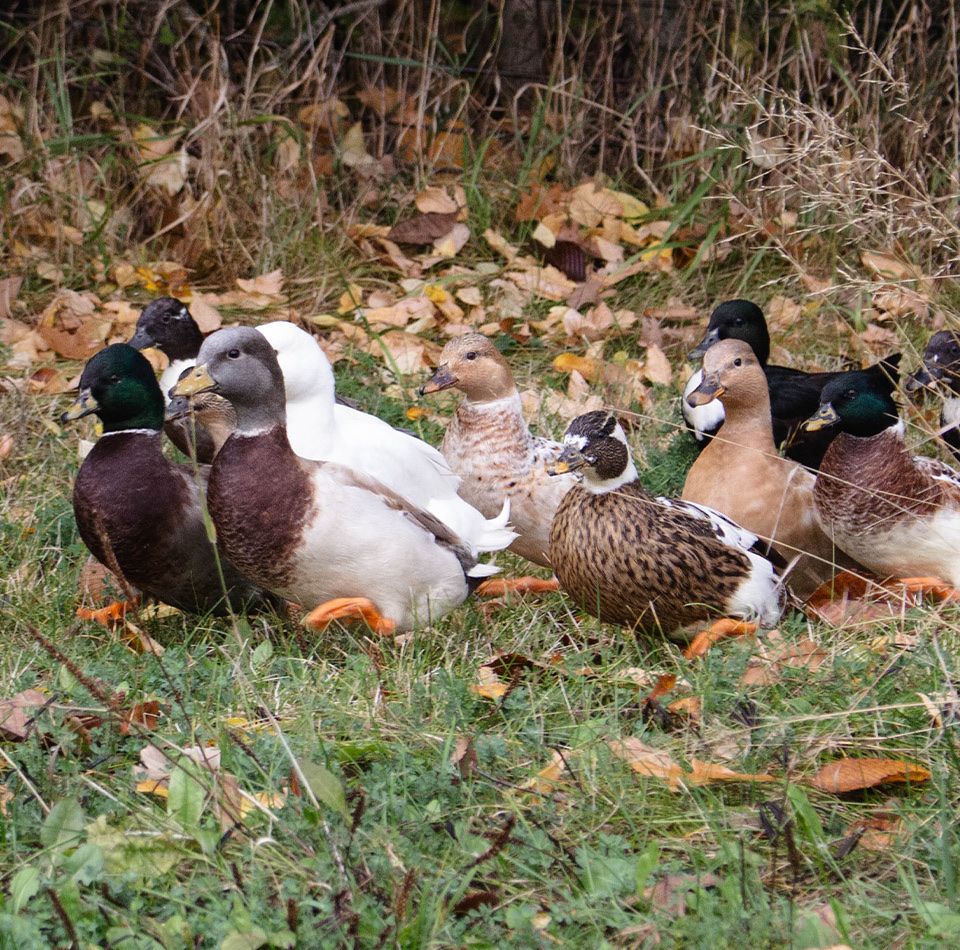 Wanted: Call Duck Hens (Female Call Ducks) or hatching eggs