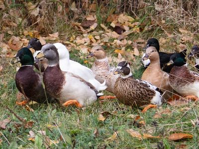 Wanted: Call Duck Hens (Female Call Ducks) or hatching eggs