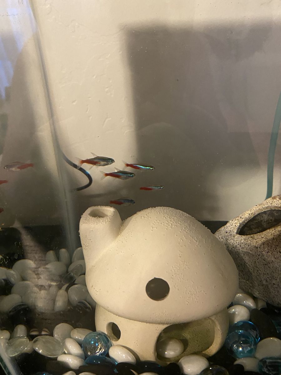 6 neon tetras