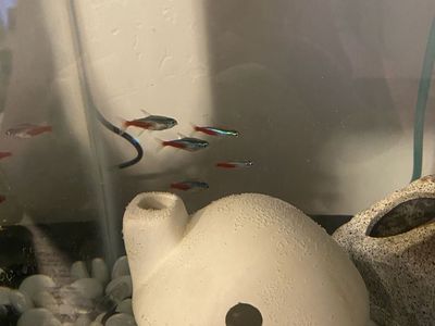 6 neon tetras