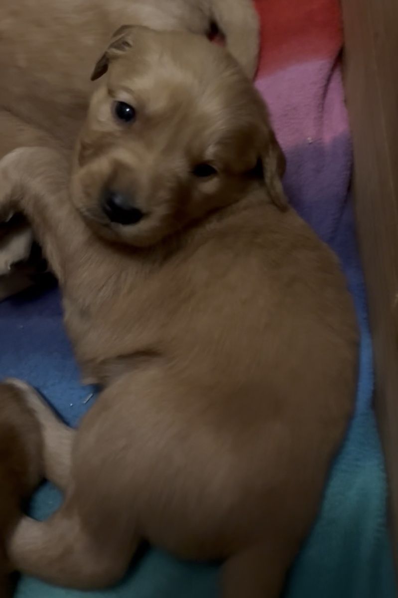 AKC Red Golden Retriever