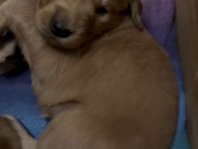 AKC Red Golden Retriever