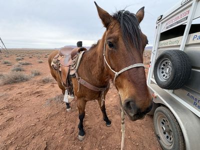 14 year old Ranch Mare