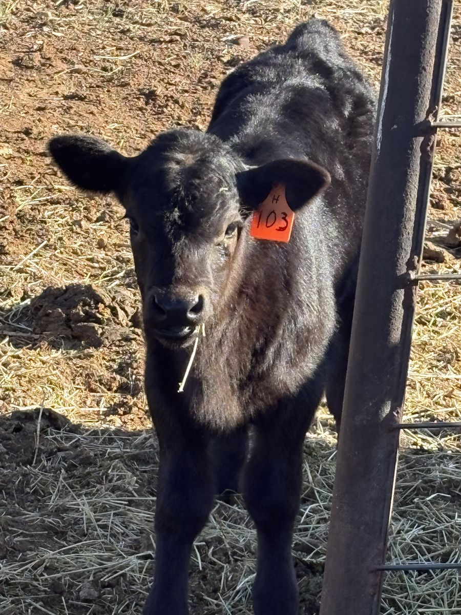 Bum Heifer Calf 3 Weeks Old