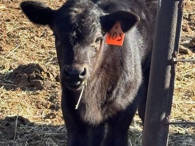 Bum Heifer Calf 3 Weeks Old