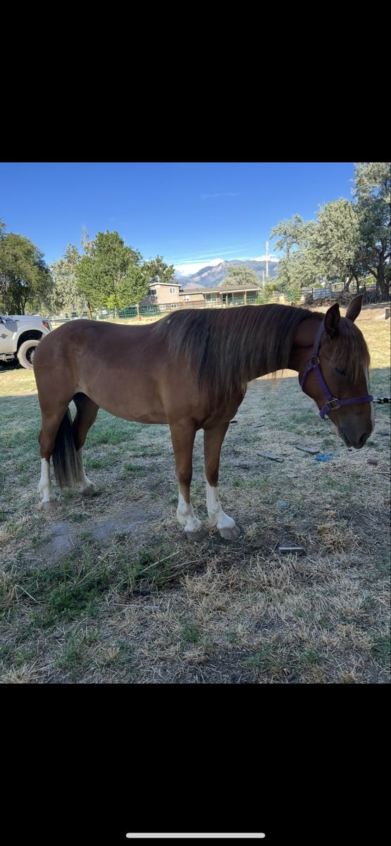 Castrated Horse
