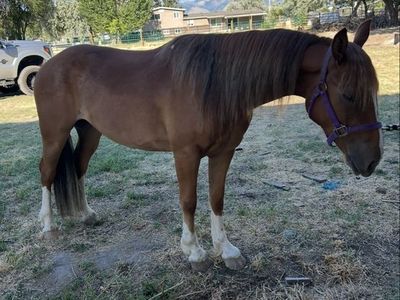 Castrated Horse